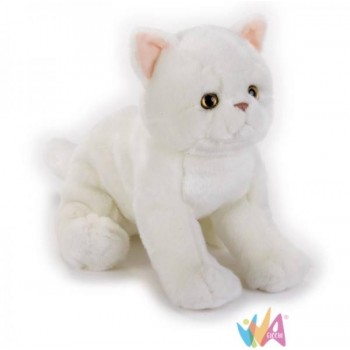 EXOTIC SHORTHAIR KITTEN NGS