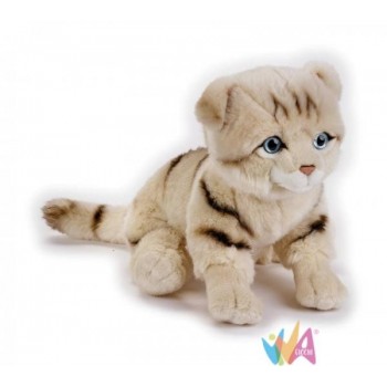 SCOTTISH FOLD CAT NGS