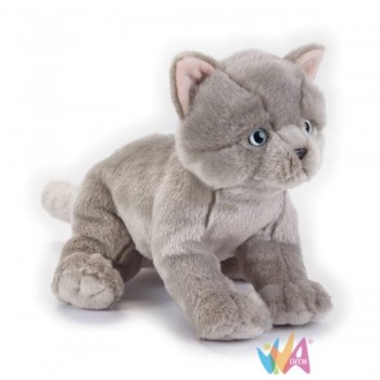 BRITISH SHORTHAIR KITTEN NGS